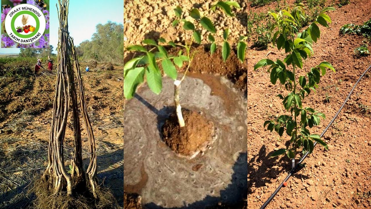 Ceviz Fidanı Nasıl Dikilir🌳Ceviz Fidanı Dikimi Hakkında Detaylı Ve Uygulamalı Anlatımı