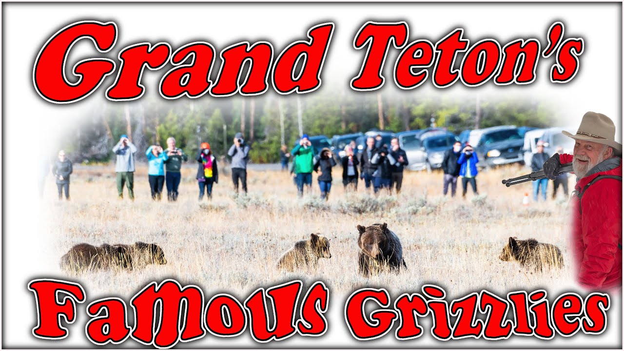 Grand Teton Parks Grizzly Bears 399 & 610