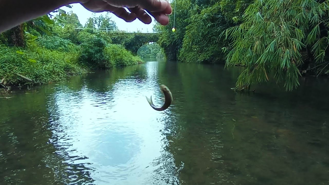 Rasbora The Explorer - Virtual Like Micro Fishing / Tanago Trip