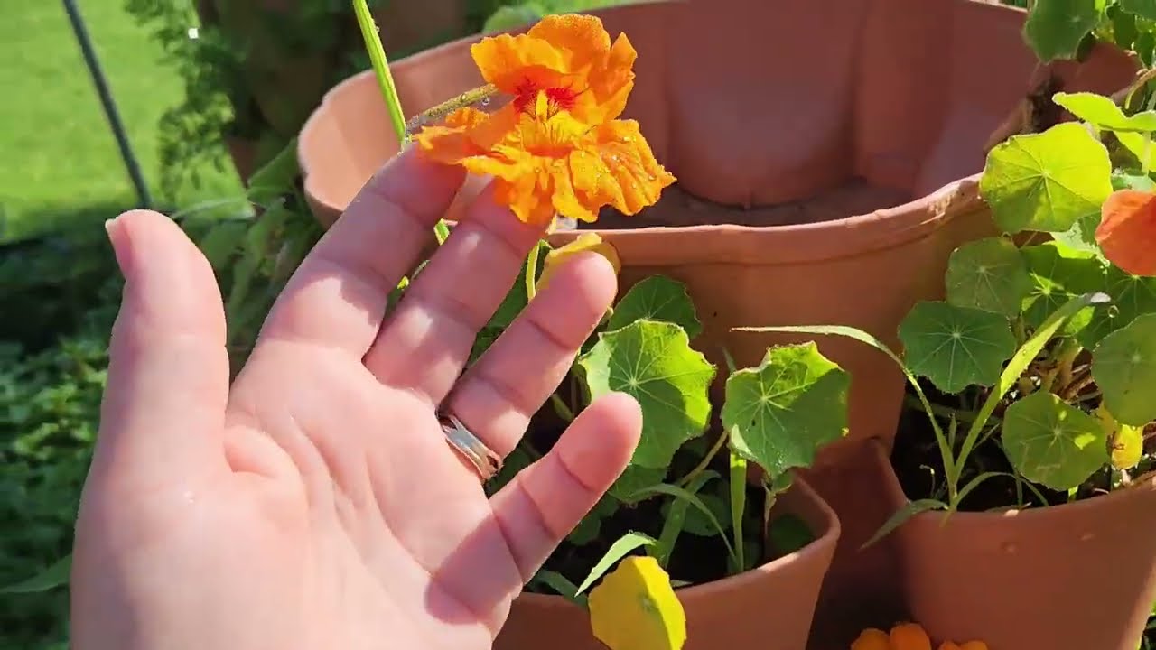 Update on Flowers from Edible Flowers Indoor Garden Seed Starter Kit | Amazon Review