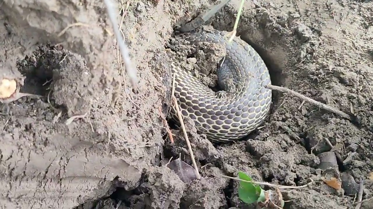 Dalawang jumbo cobra