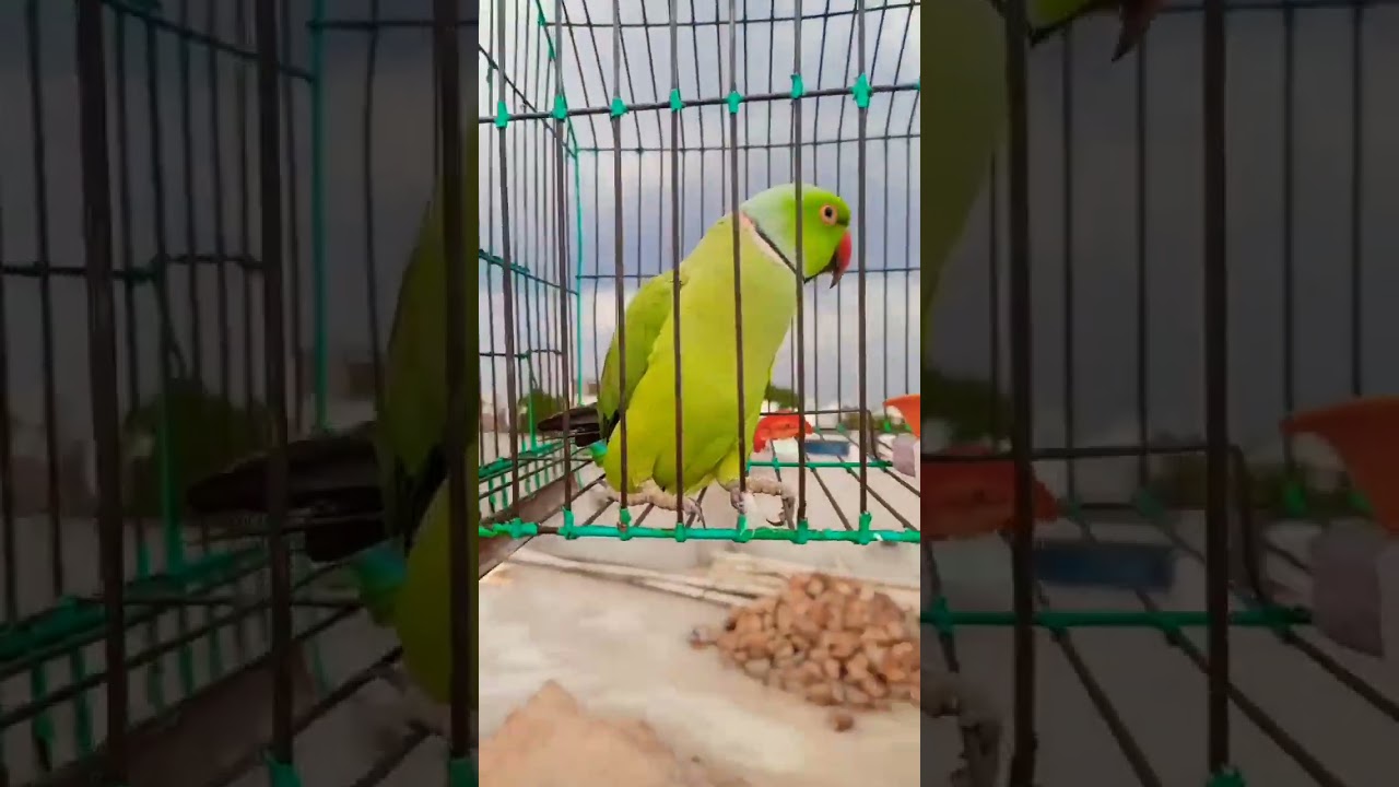 Sweet Voice Ringneck Parrot | Enjoy Nature ❤️❤️ | Loud Chirping 😍| Green Talking Parrot MITHU 🦜💚💚💚💚💚