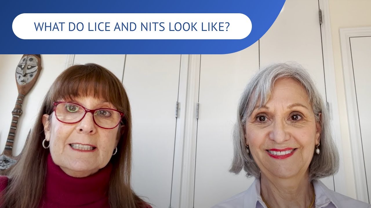 What Do Lice and Nits Look Like? | LiceDoctors