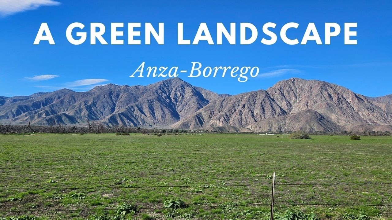 Chasing the Borrego Bloom? Don't Miss the Greenery