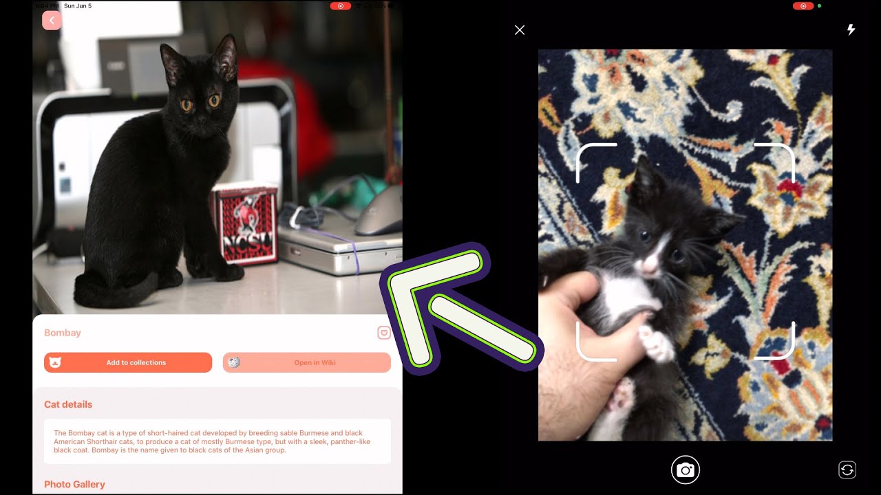 Cat Identifier: Cat Breed Finder for iPhone 🐈 AppFinders