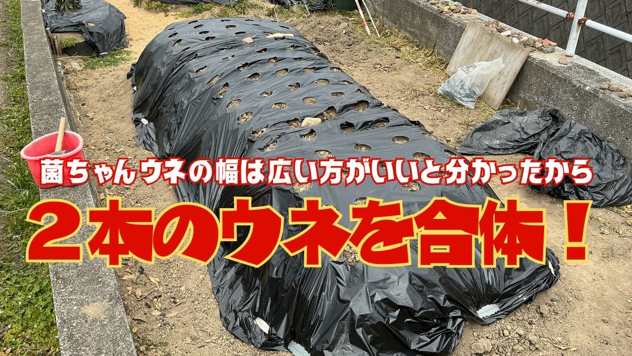 ２本のウネを合体して畝幅を広くしました！作って１年後のウネの土を見てください★菌ちゃんの繁殖度合いを比較したら違いがすごいです！【菌ちゃん農法３年目】