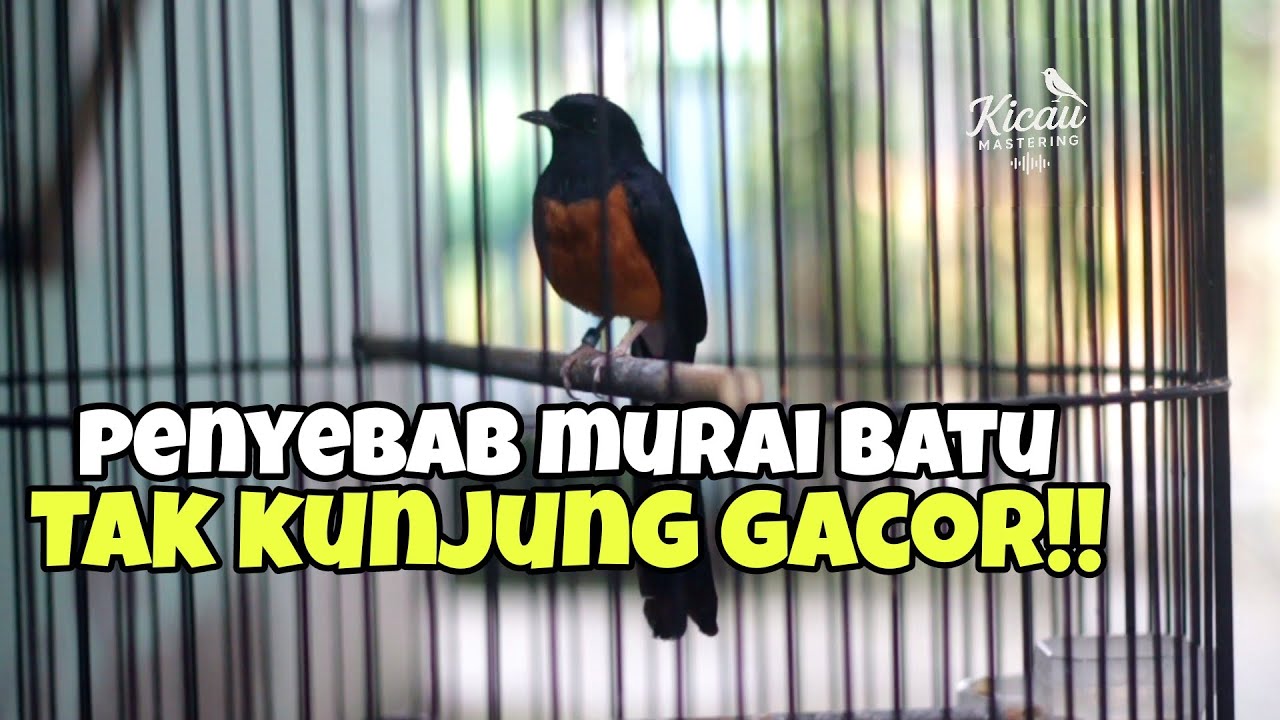 Penyebab murai batu tak kunjung gacor ,cuma matung dan ngeriwik