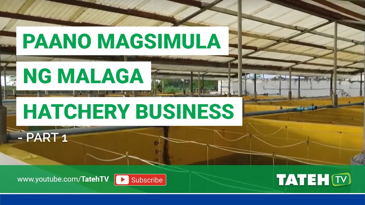 Paano Magsimula ng Malaga Hatchery Business - Part 1 | TatehTV Episode 75