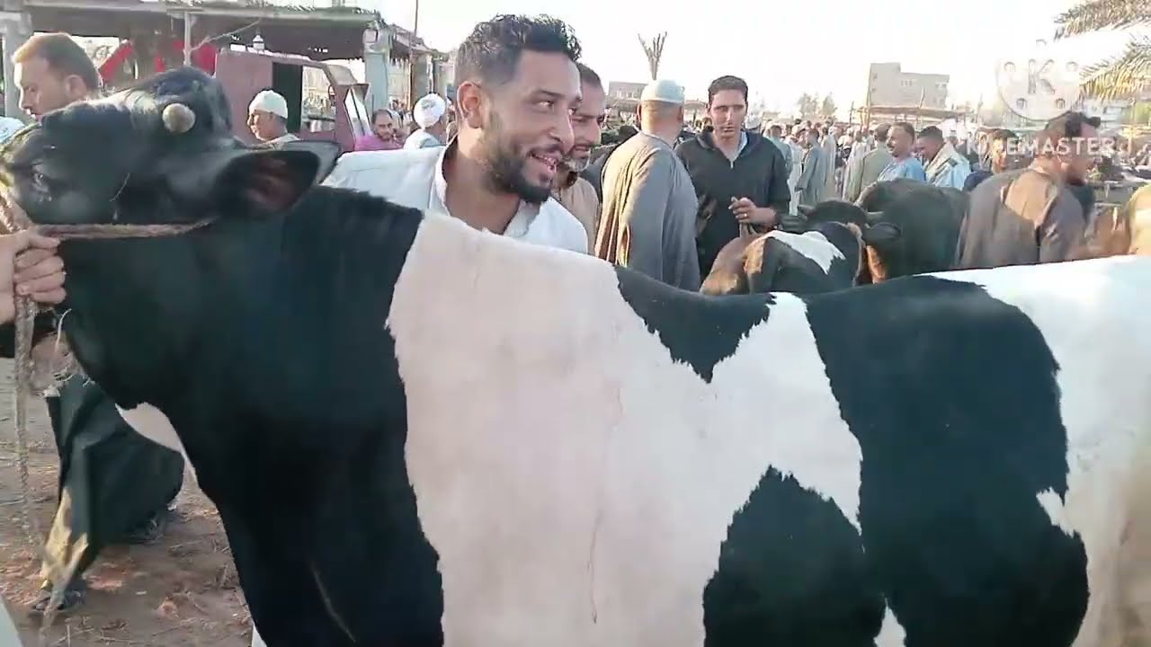 اسعار العجول الذكوره اللحم البقري والعجول المحيره في سوق ابو هواش تبع المحموديه بحيره يوم 21/8/2025