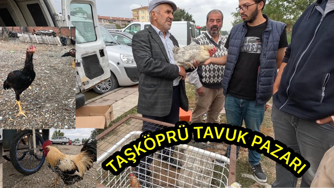Kastamonu Taşköprü-tavuk pazarından haftalık güncel fiyatlar sıcak muhabbet ve kıyasıya pazarlıklar