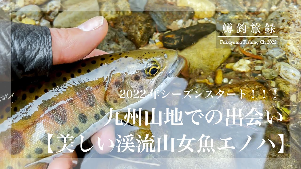 今春も九州山地の美しい【渓流山女魚(エノハ)】に会えました | #鱒釣旅録 2022年シーズンスタート