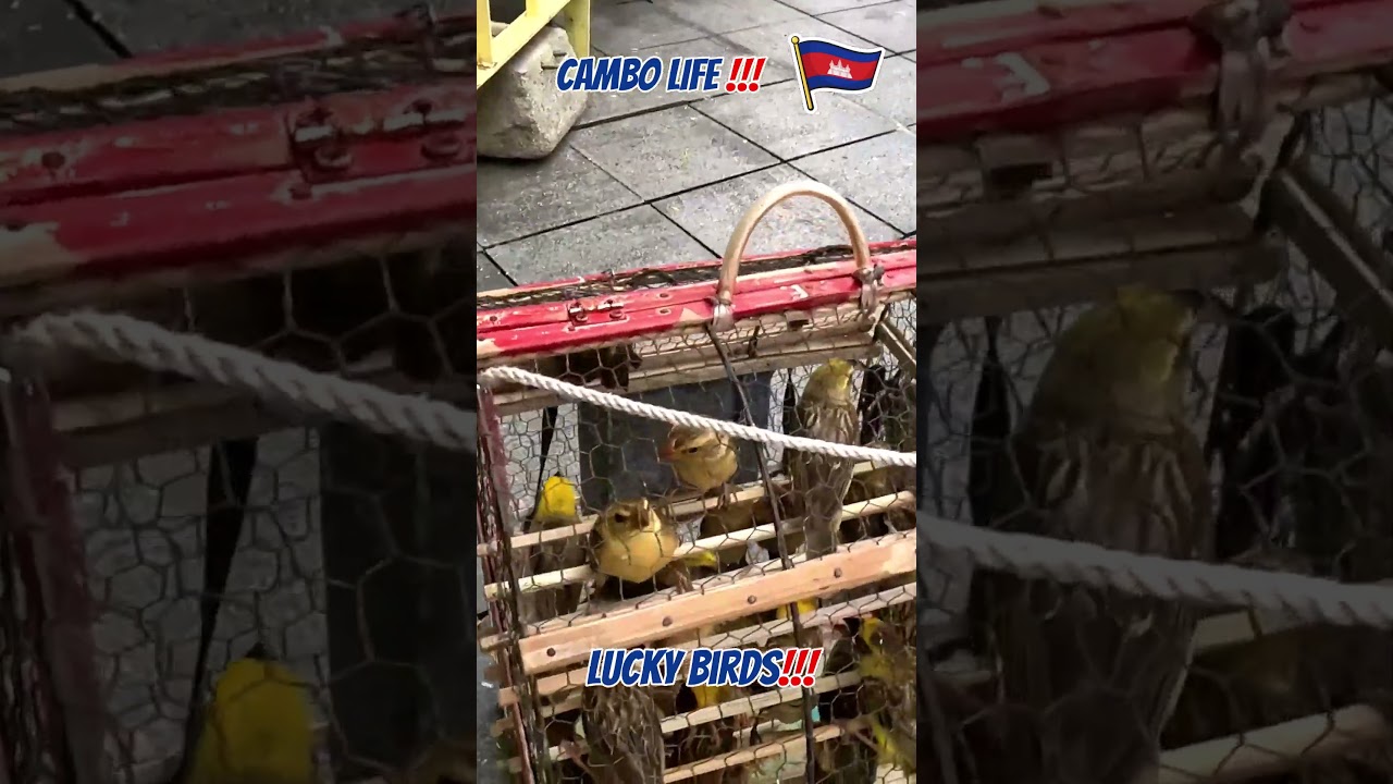 Good Luck Birds 🐦🐦🐦🇰🇭 #tradition #birds #cambodia #travel