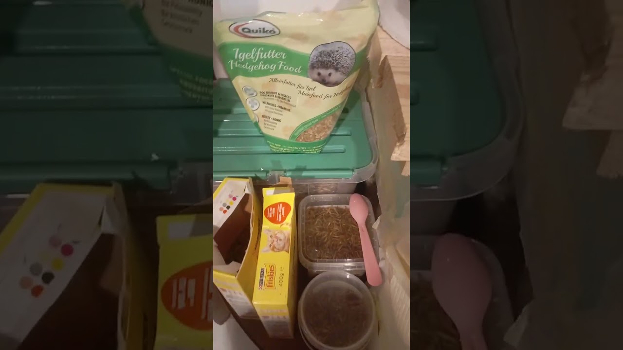 Apro il nuovo anno 2026 con Lilith la mia riccetta africana ❤️🦔