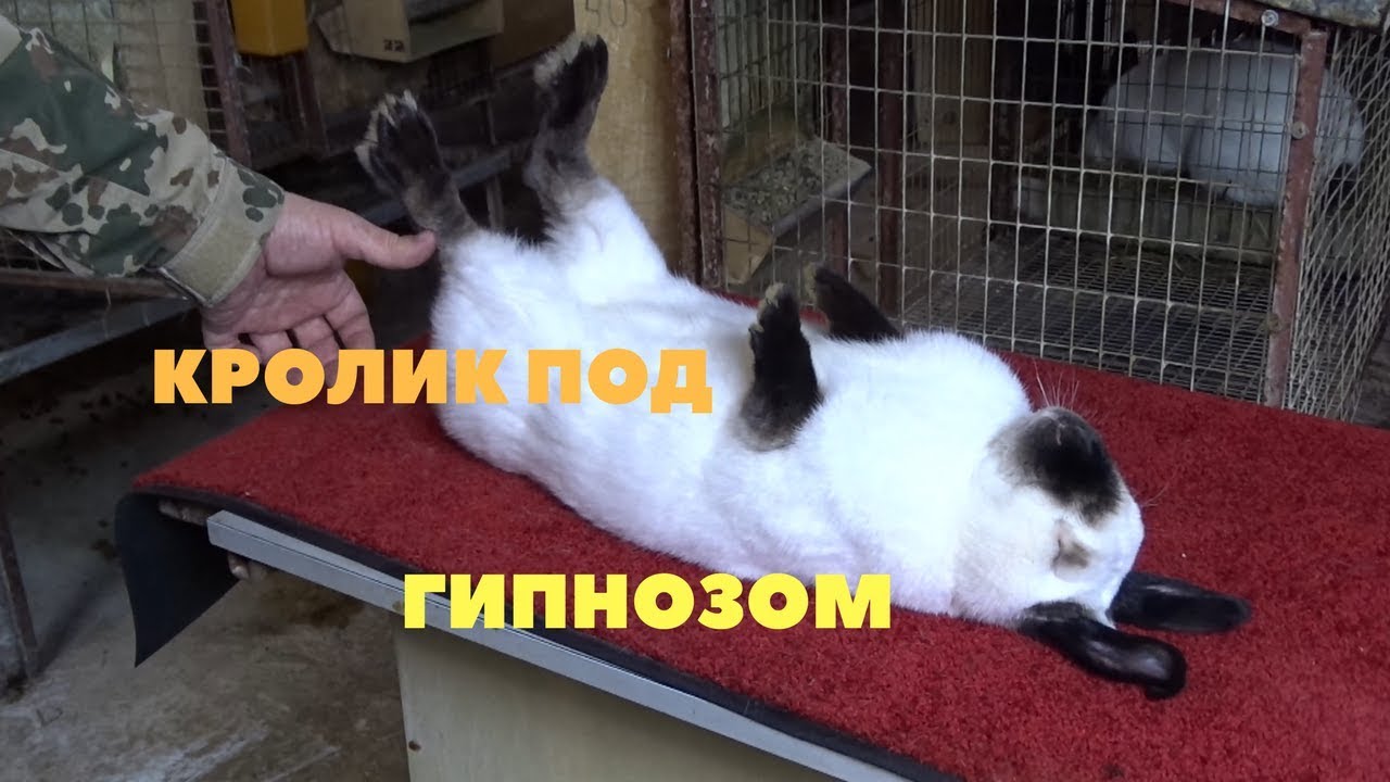 Как загипнотизировать кролика