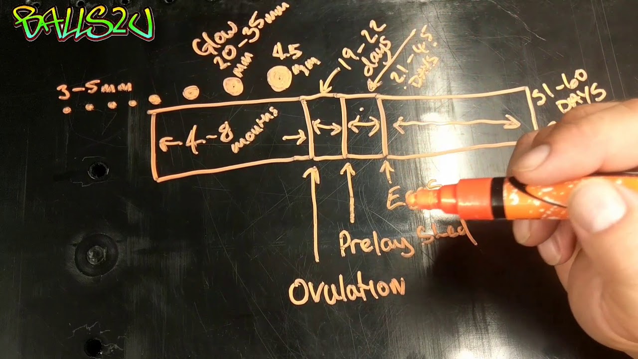 Female Ball python breeding cycle