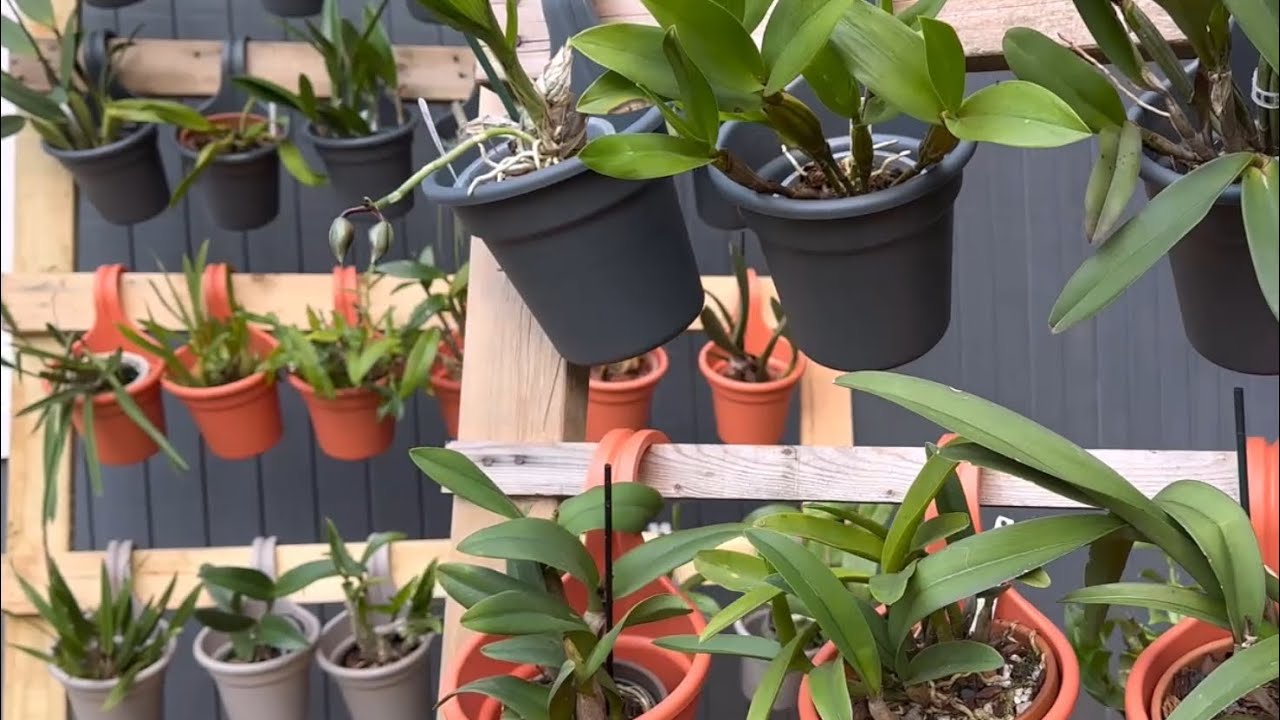macetas  nuevas para orquídeas