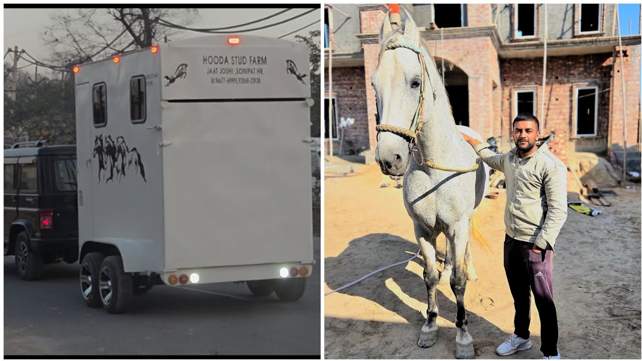 देखिये मशहूर घोडा 🐴 SULTAN DABWALI  & Today we bought a Horse Trailer 🚛