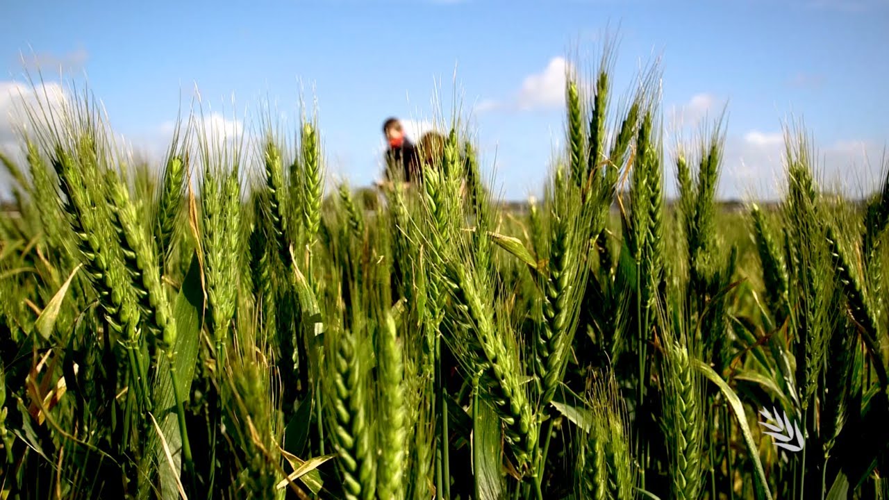 Predicting wheat and barley flowering time in Australia