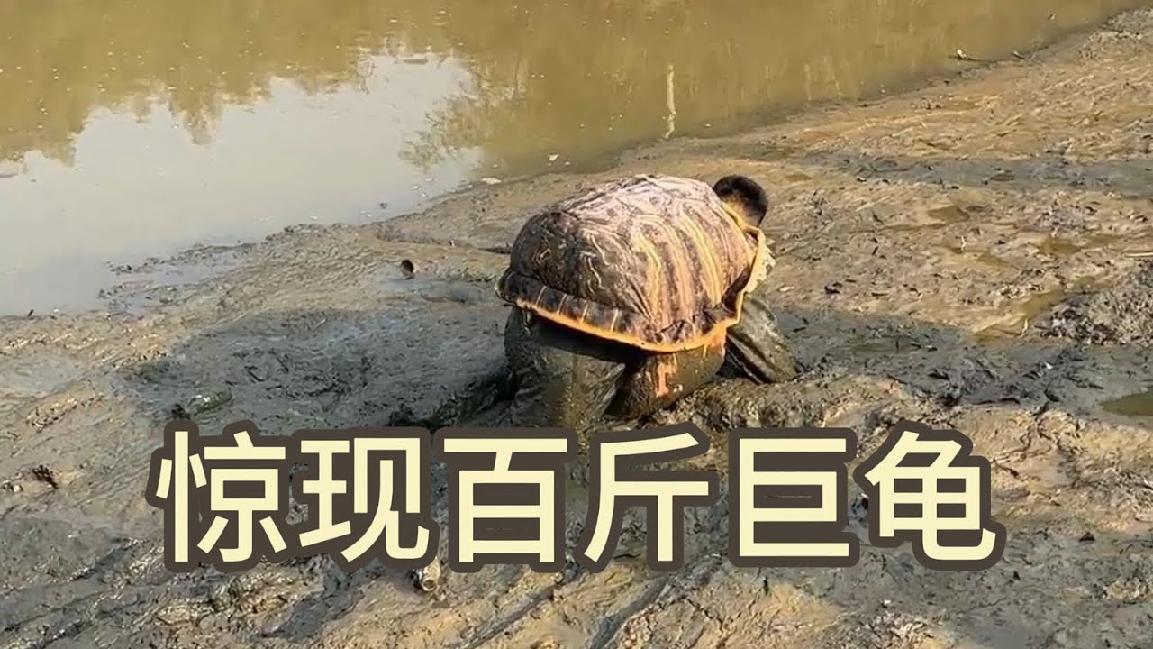 抓鱼比赛赌注：输的人扮乌龟爬！结果鱼塘里惊现100多斤“真·龟仙人”！
