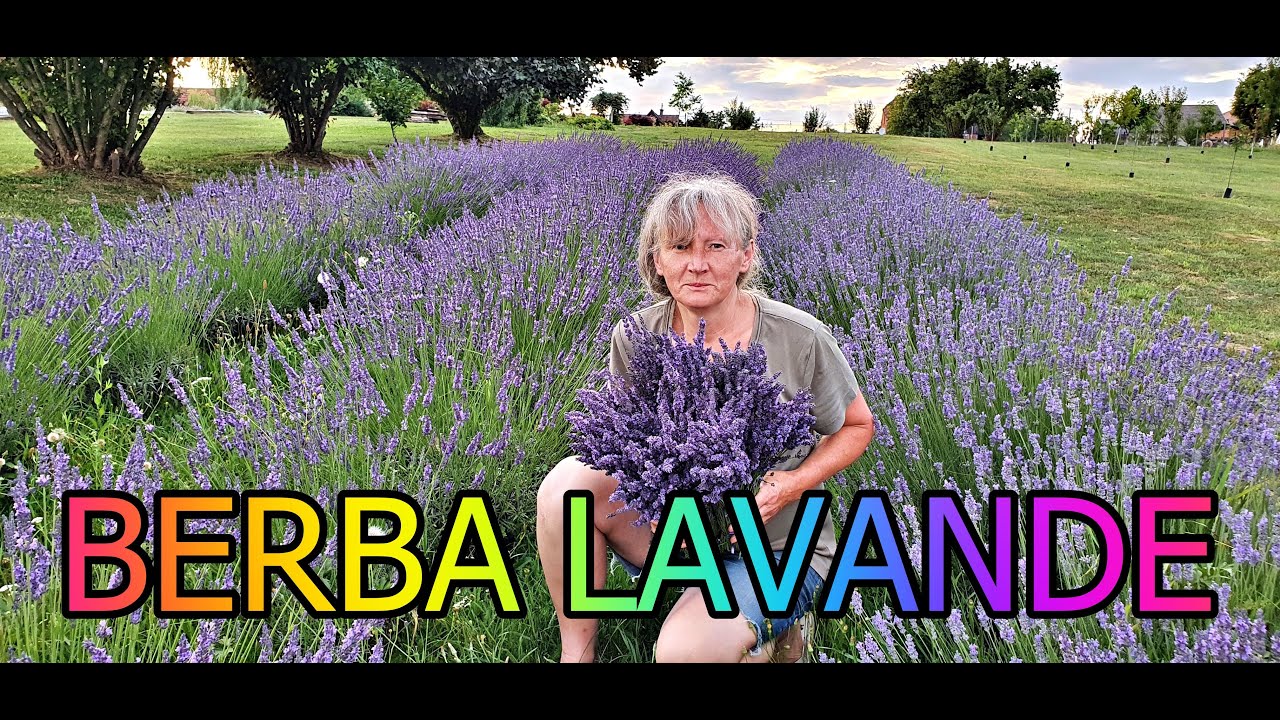 Berba lavande
