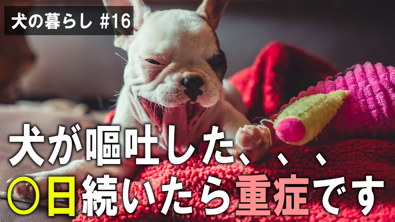 【犬　嘔吐】犬が嘔吐した、、、〇日続いたら重症です。