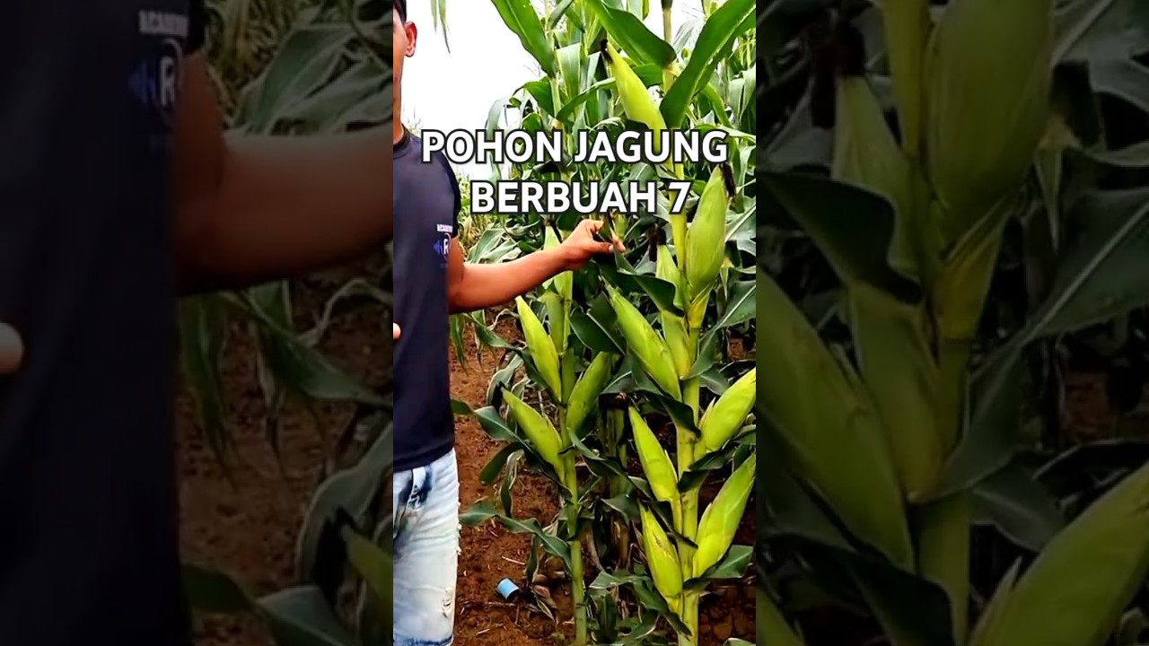 Jagung Jepang satu pohon berbuah tujuh sedang viral #jagung #jagungmanis #jagungsusukeju #agricultur