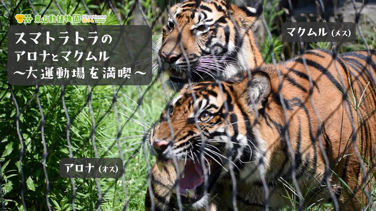 【東山動植物園公式】アロナとマクムル：大きな運動場を満喫中～少し前から練習をしていました（2025.7.22撮影）～《 スマトラトラ　トラ 》