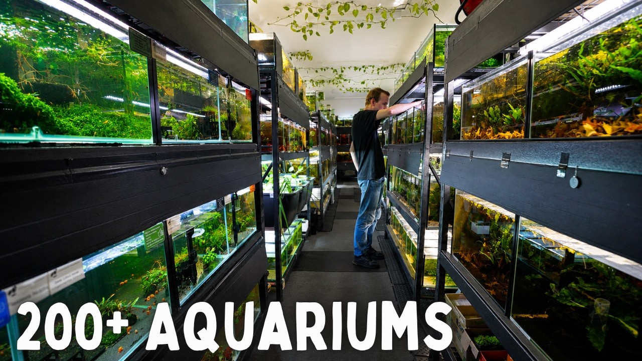 200+ Aquarium Fish Room | Breeding Apistos, Shrimp & Rare Nano Fish Full Time