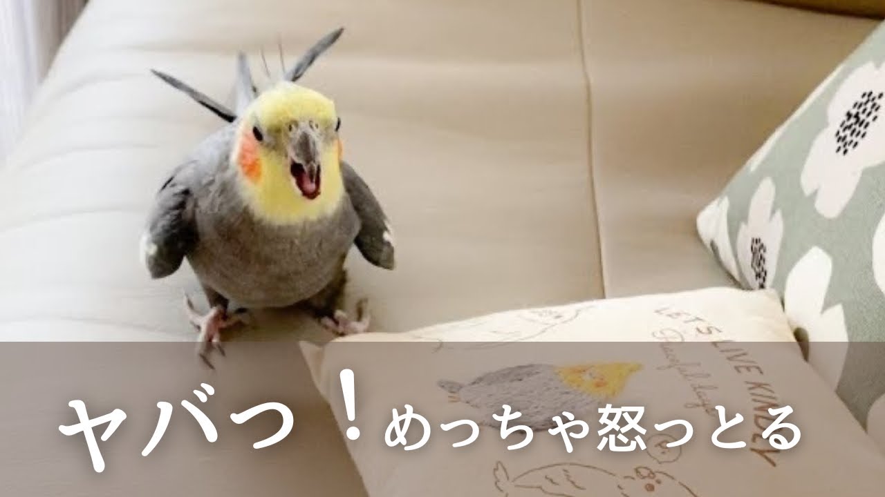 不機嫌すぎるその訳は？オカメインコこはくさん