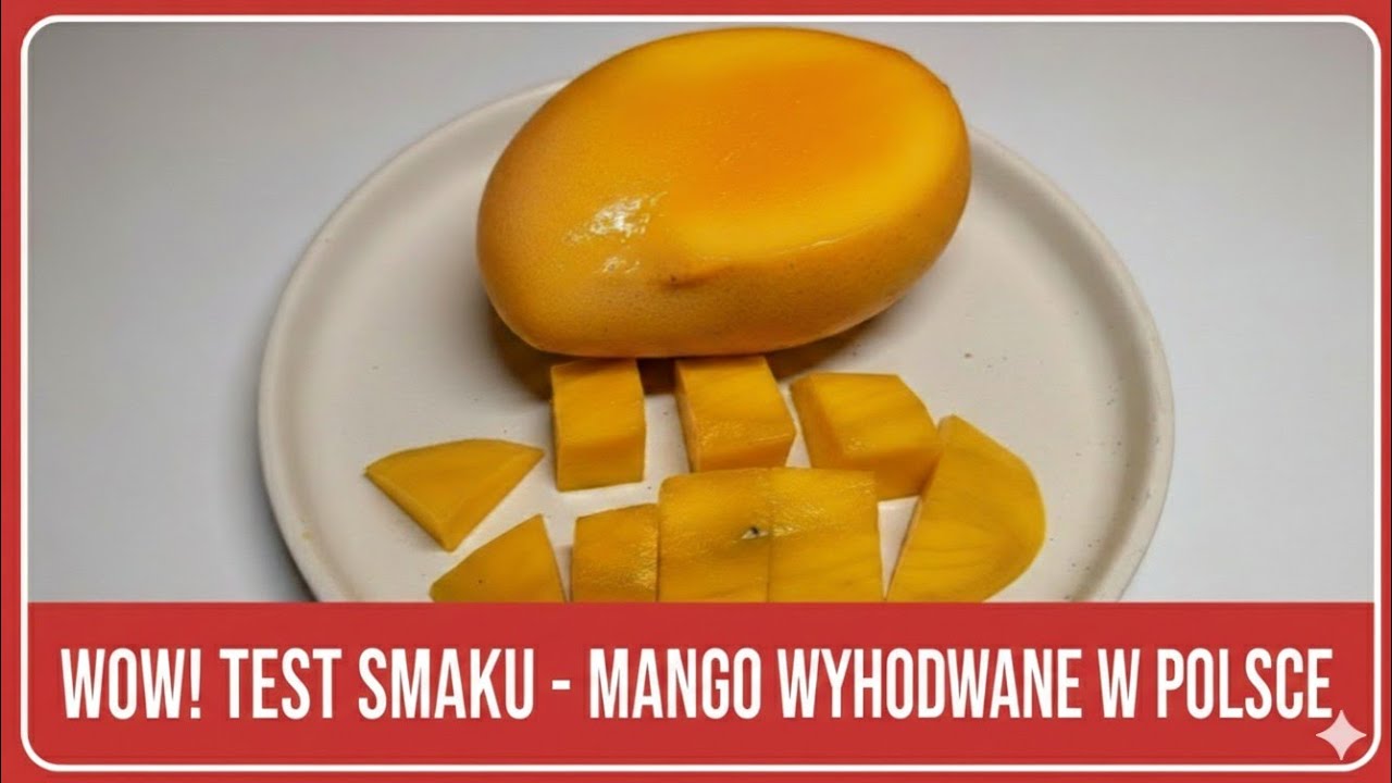O.475 Pierwszy owoc mango wyhodowany w Polsce. Skosztujmy jak smakuje!