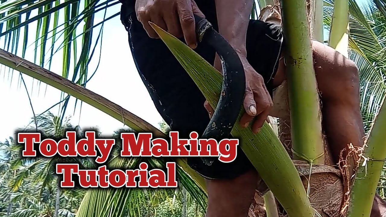 Tutorial of Coconut toddy making process! #tutorial #satisfying