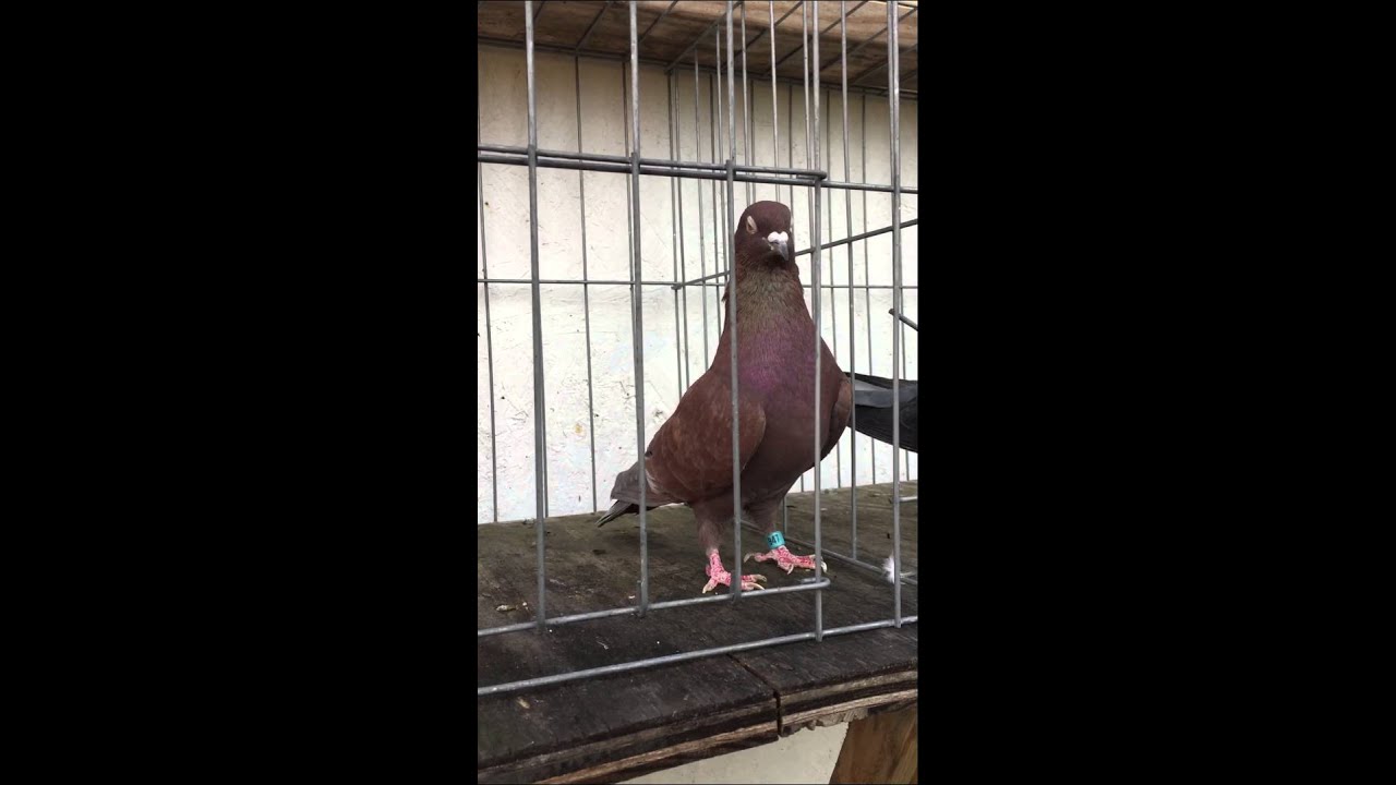 Top cocks. Jerry Higgins Johnny Smith