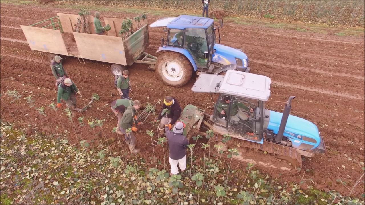 Lifting bare root trees from the field - Frank P Matthews