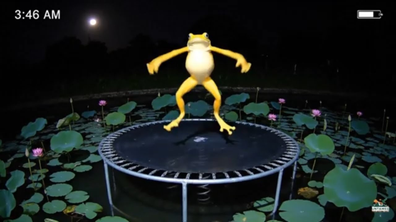 Strangest CCTV Caught in Cambodia: Animals on a Trampoline at Night
