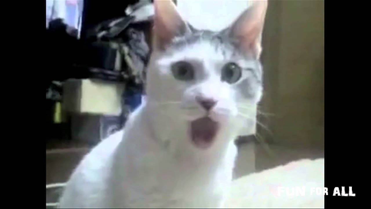 Cat singing opera