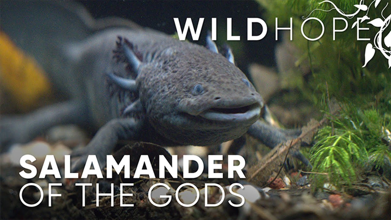 Wild axolotls are being saved by... nuns and Aztec gardens? | WILD HOPE