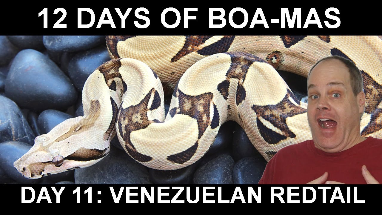 12 Days of BOA MAS Day 11: Venezuelan Redtail Boa