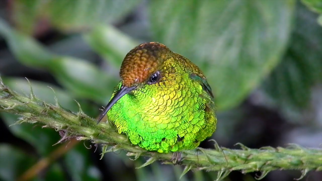 Secret Lives of Costa Rica’s Hummingbirds