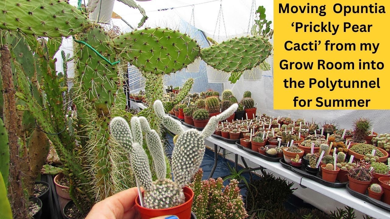 Moving Opuntia 'Prickly Pear Cacti' from my Grow Room into the Polytunnel for Summer #cactus #cacti