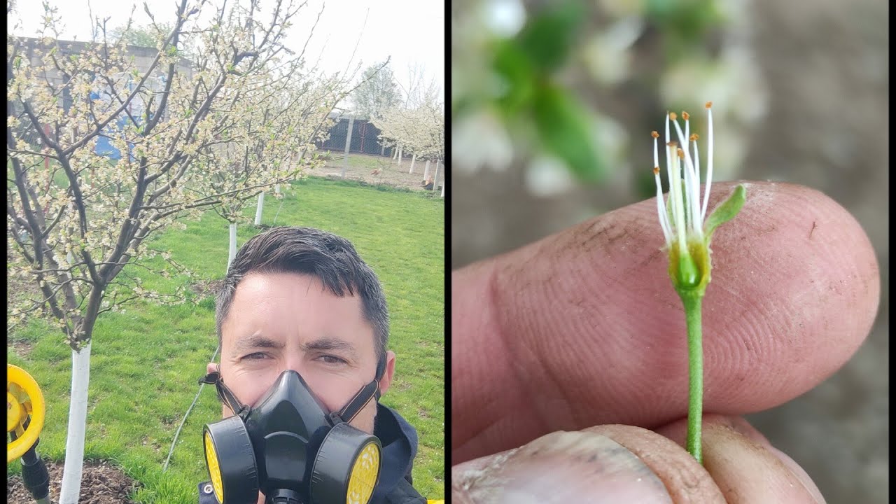 Stropirea  la scuturarea petalelor împotriva viespii prunilor😉✅🤝