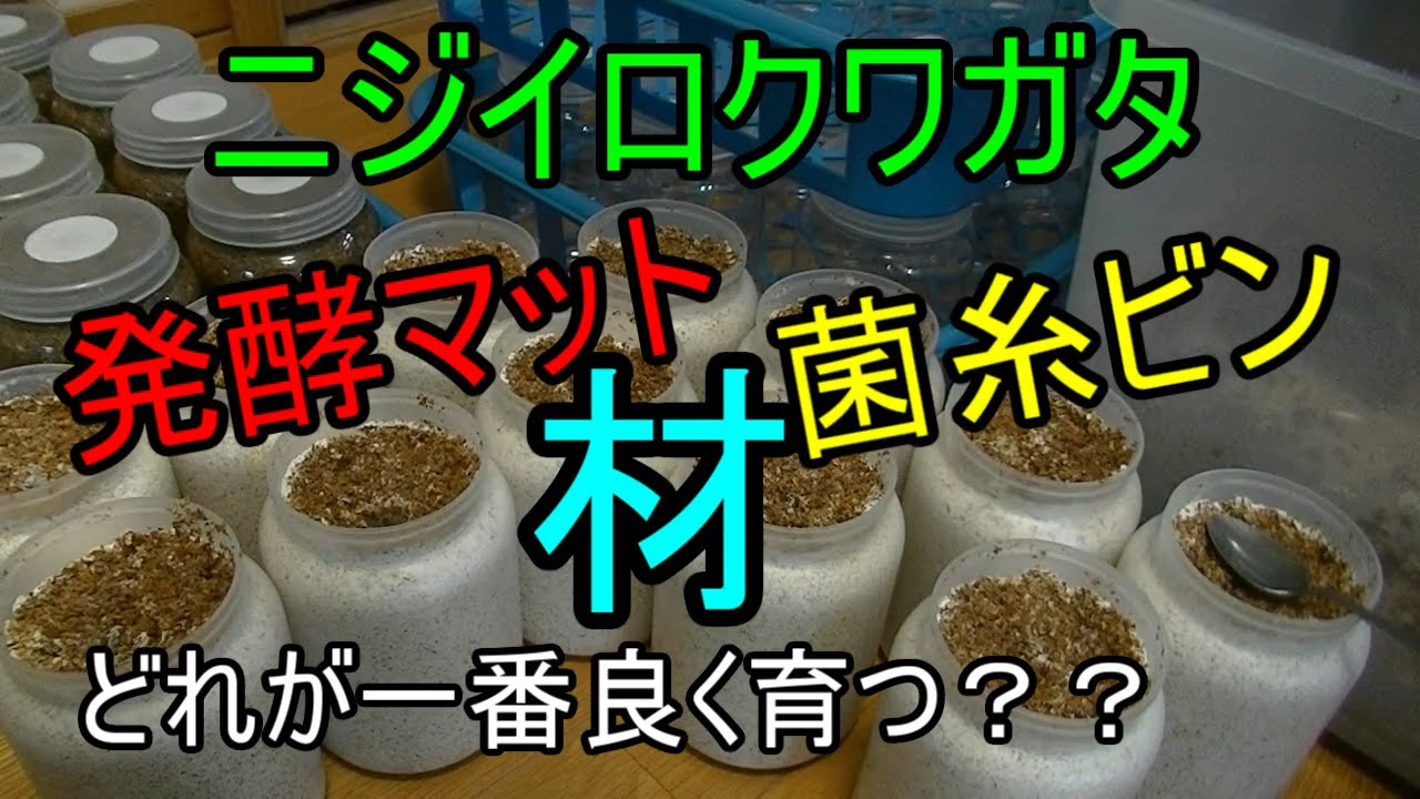 【ニジイロクワガタ】菌糸ｖｓ発酵マットｖｓ材どれが一番良く育つのか検証してみる！！