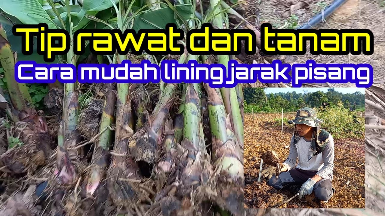 Teknik mudah tanam pisang.. tip menanam pisang agar sihat dan subur