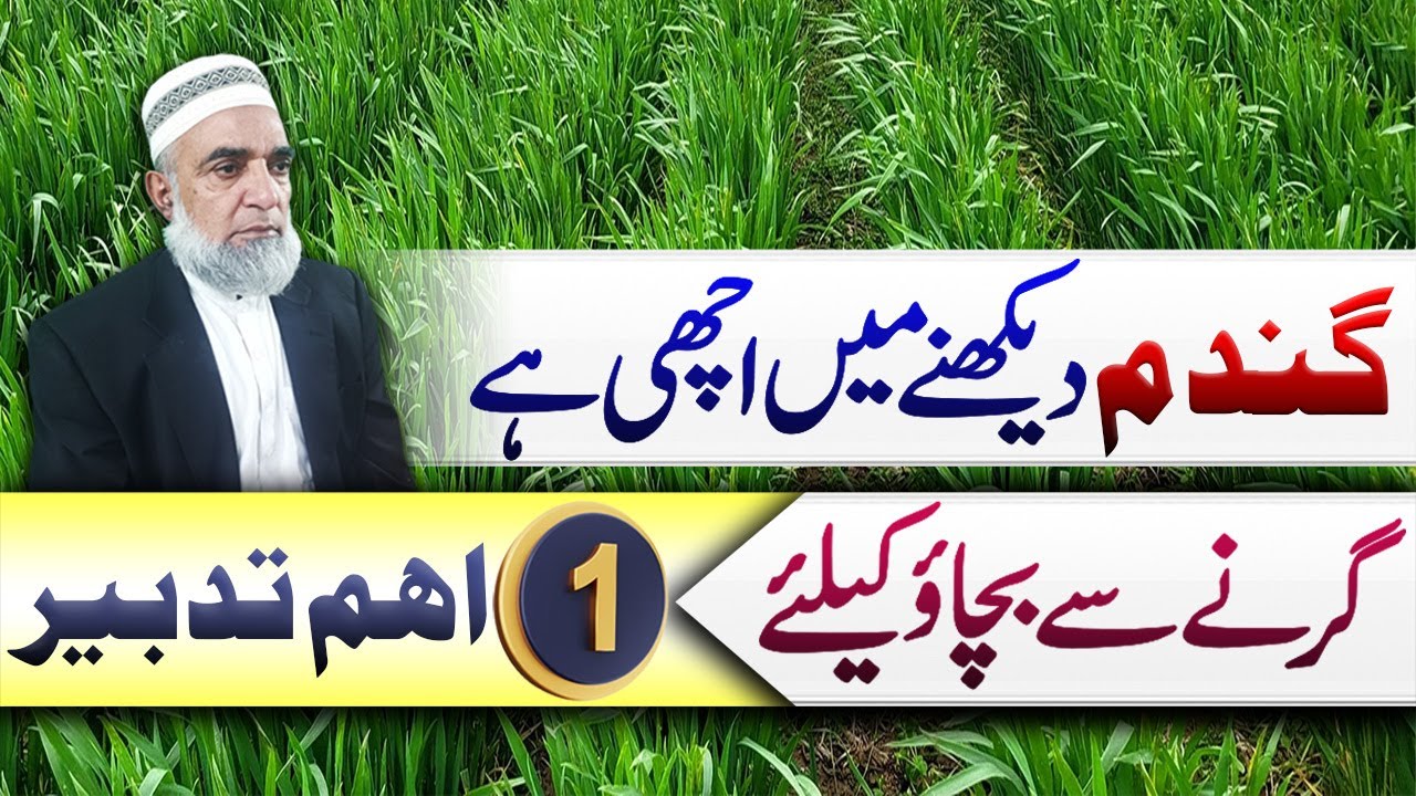 Important Tip to save wheat crop from lodging at later stages || Crop Reformer