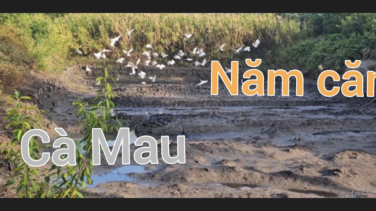 Chim cò thiên nhiên Cà Mau 