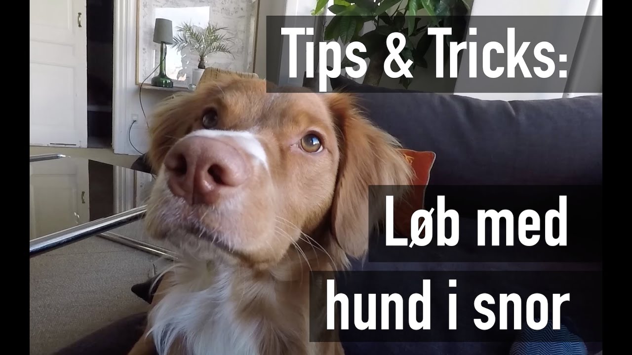 Tips & Tricks: Løb med hund i snor