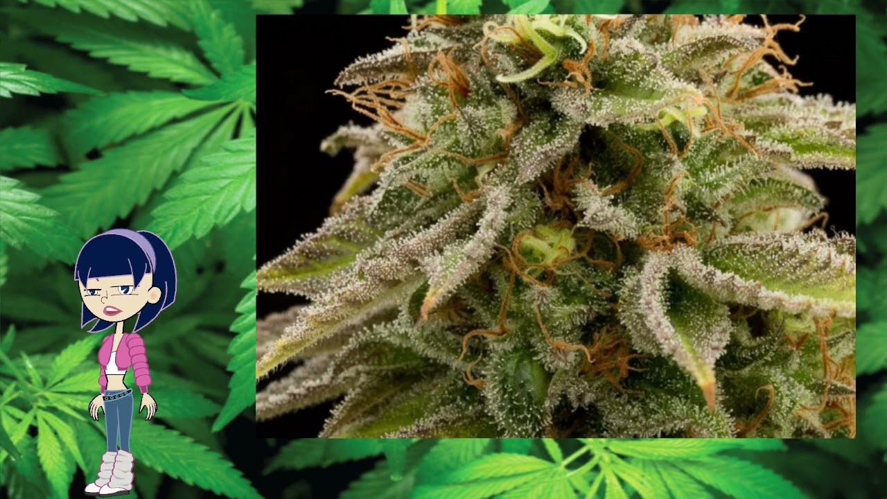 Thai Cannabis Strains - STRAIN TV