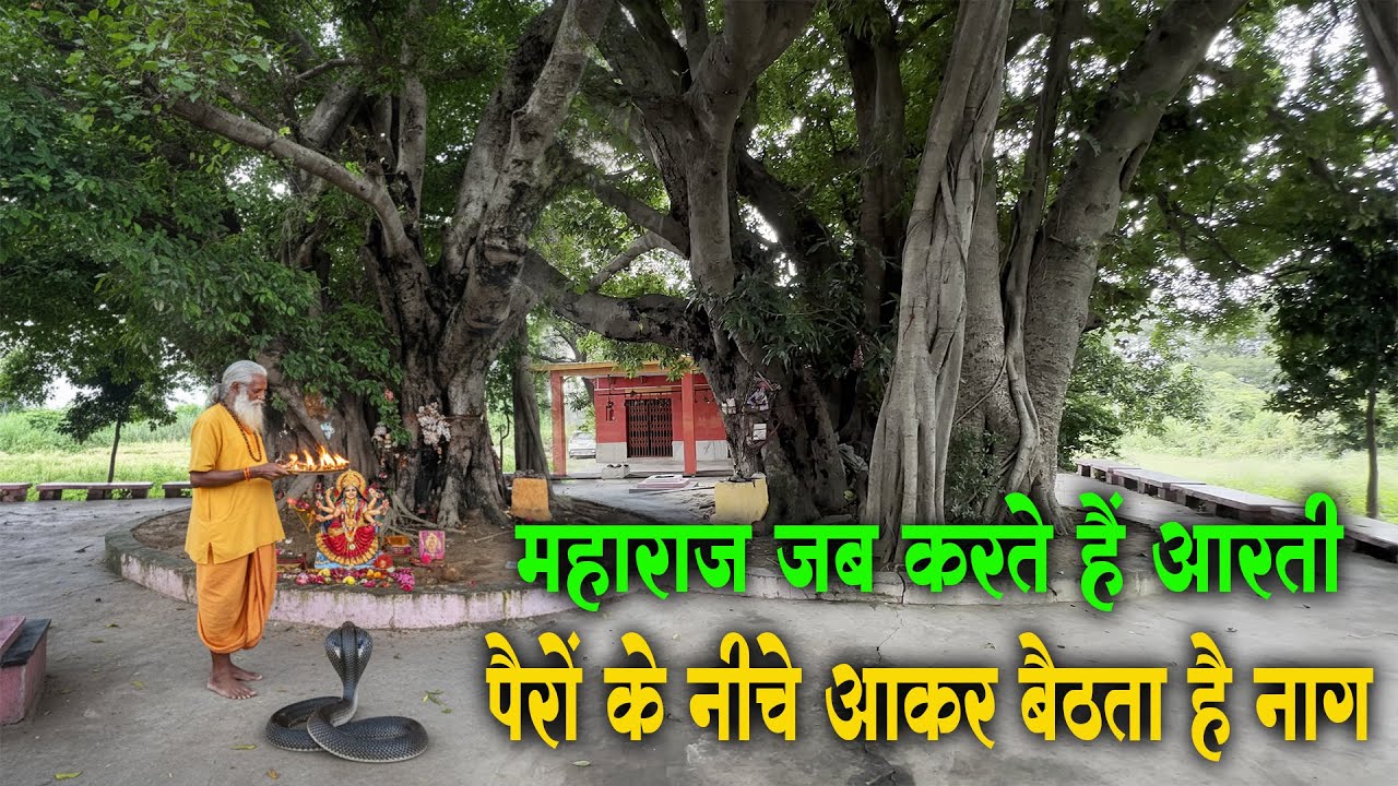 आरती करते समय संत के पैरों के नीचे आकर बैठ जाता है नाग #guru_gyan_gaurav @gurugyangaurav