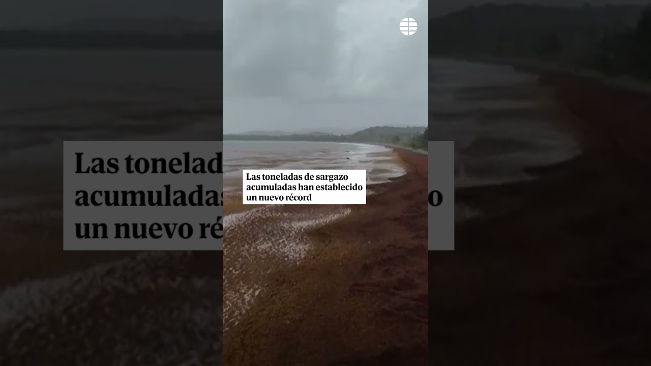 El sargazo, la macroalga que vuelve a amenazar la temporada turística en el Caribe mexicano