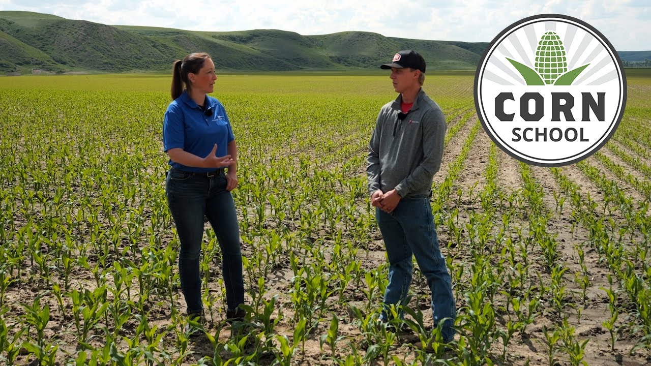 Corn School: Fertility and nutrient management from soil to stalk