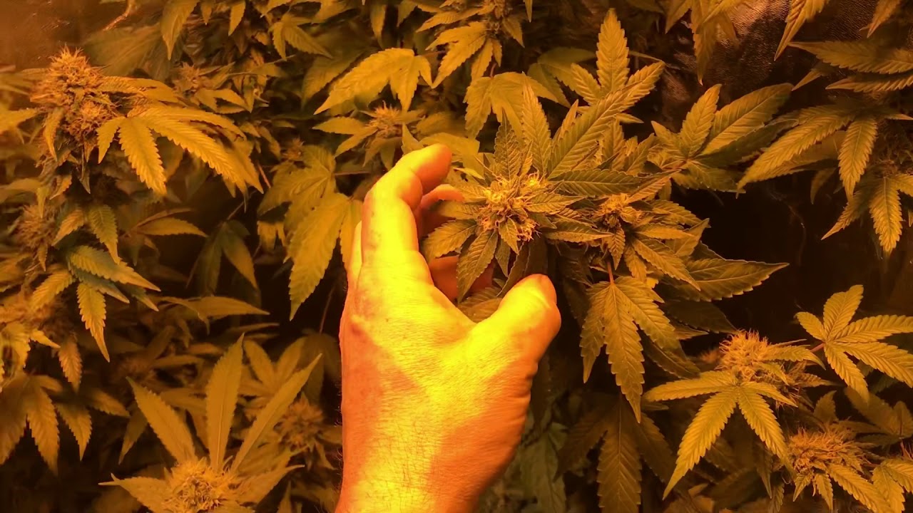 Day 45 ish flower season 3 video 3. Grow weed like a guru. Flower tent 2